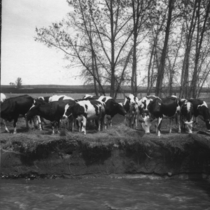 Cattle on Anderson Ranch photograph, 1914