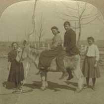 Donkeys with riders