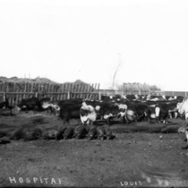 Louisville farms: Photo 1