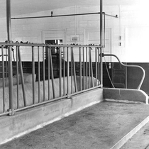 Agriculture dairy cattle: Photo 3