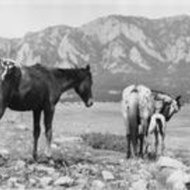 Agriculture