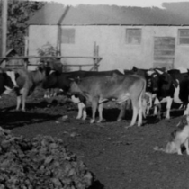 Gould Virtual Collection, Gould farm: Photo 2