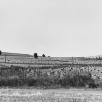 Agriculture crops - wheat: Photo 9