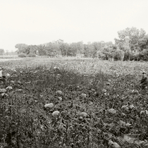 Agriculture crops - pumpkins: Photo 2 
