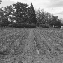 Long's Gardens: Photo 7