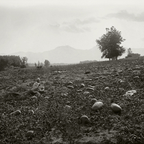 Agriculture crops - watermelons: Photo 1