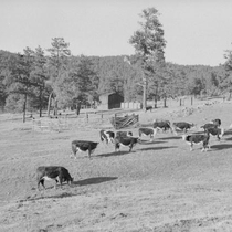 Walker Ranch photographs, 1950-1951: Photo 3