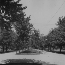 Mapleton Avenue through the trees, photographs, 1895-1980: Photo 2