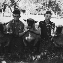 Agriculture sheep: Photo 3