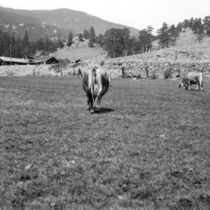 Ferncliff Ranch: Photo 2