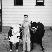 Agriculture Livestock - Cattle: Photo 2