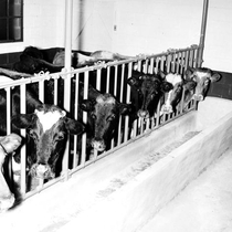 Agriculture dairy cattle: Photo 2
