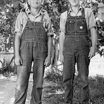 Agriculture pigs: Photo 3