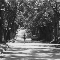Mapleton Avenue through the trees, photographs, 1895-1980: Photo 4