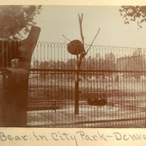 Bear in Denver's City Park, 1900-1903