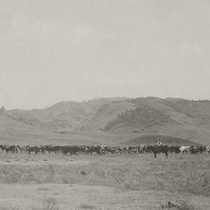 Clint Maxwell's cattle: glass plate negative