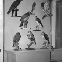 University of Colorado Museum of Natural History Interiors, Exhibits: Photo 3