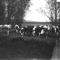 Holstein cattle on Anderson ranch photograph, 1914