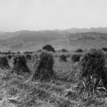 Agriculture