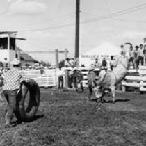 Boulder Pow Wow rodeo photographs [194-]-[195-]