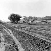 Parks and Recreation Dept Martin Park Photographs [1950-1960]: Photo 1