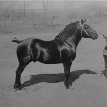 Agriculture horses: Photo 4