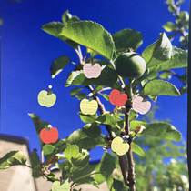 Apple Palooza: Community Memories