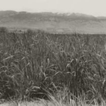 Agriculture