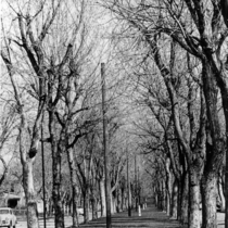 Mapleton Avenue through the trees, photographs, 1895-1980: Photo 3