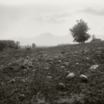 Agriculture