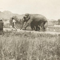 Bernard & Grace (Hoover) Meyring virtual photograph collection circus and Eldorado Springs pool: Photo 1