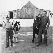 Agriculture Livestock - Cattle: Photo 1
