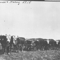 Elmer Geer and Harry Lybarger training steers to pull