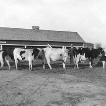 Agriculture livestock - dairy cattle: Photo 2
