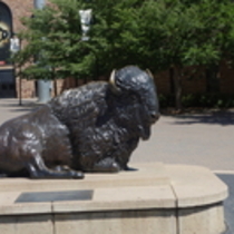 "Monarch of the Plains" buffalo statue at Folsom Field, University of Colorado Boulder.
