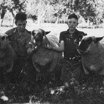 Agriculture sheep: Photo 4