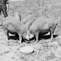 Agriculture pigs: Photo 2