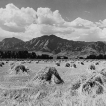 Agriculture crops - wheat: Photo 7