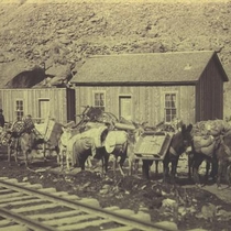 Donkey trains and pack donkeys: Photo 5