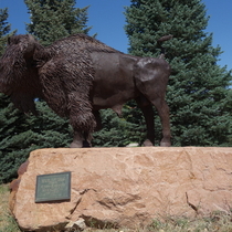 Buffalo statue at the University of Colorado Boulder.