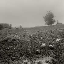 Agriculture crops - watermelons: Photo 2