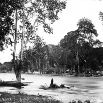 Flood of 1894 : Marinus Smith's Grove