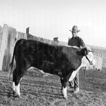 Agriculture Livestock - Cattle: Photo 4