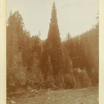 Perfect Tree, 1900-1903