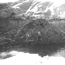 Beaver photographs 1900-1921: Photo 2